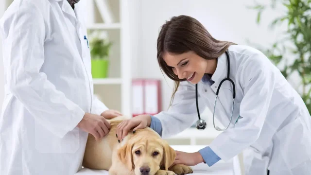 Pets and Pet Care